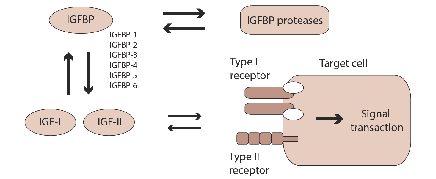 Figure 1. IGF system