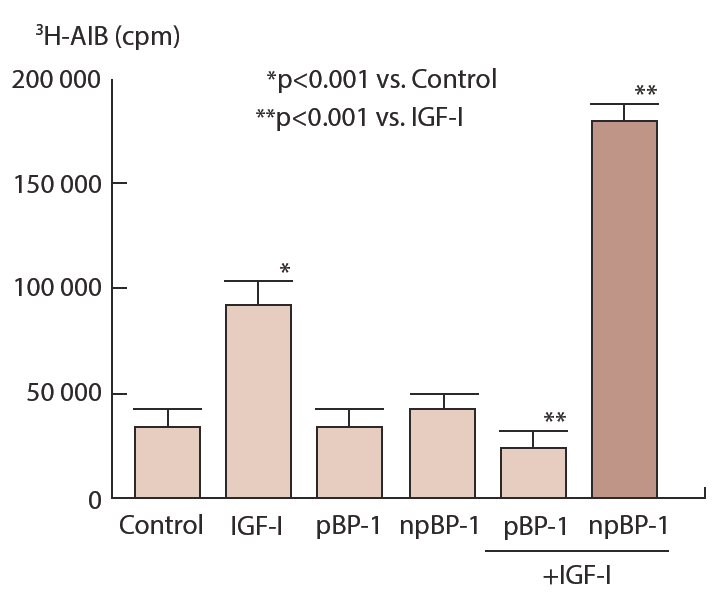 Figure 11. Effect of IGFBP-1 phosphoisoforms on IGF-I-stimulated 3H-АIB uptake