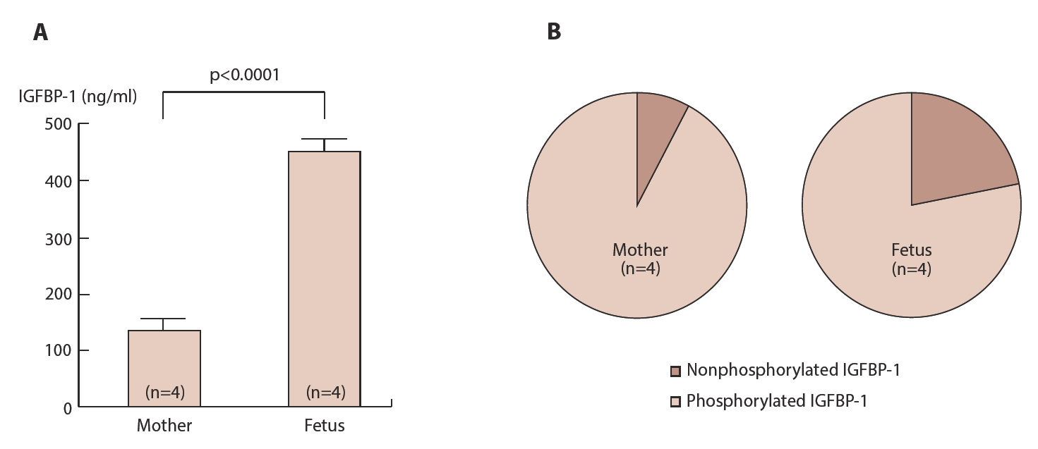 Figure 12. IGFBP-1 phosphoisoforms in mothers and their fetuses