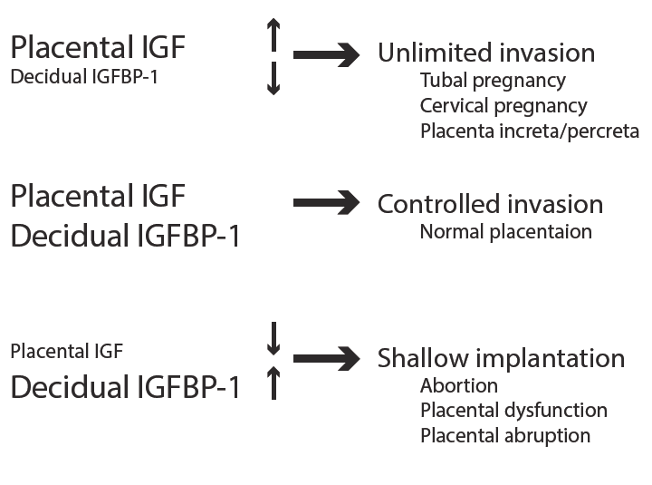 Figure 6. Imbalance of placental IGF and decidual IGFBP-1 production and abnormal pregnancy