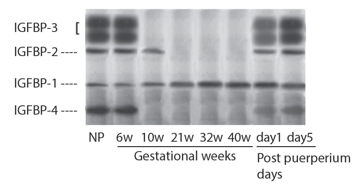 Figure 7. Western ligand blot of sera from nonpregnant (NP) women, pregnant women at various gestational weeks and post-puerperium