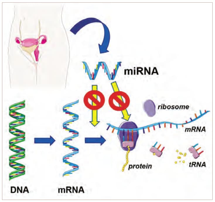 Figure 1. Mechanism of microRNA function